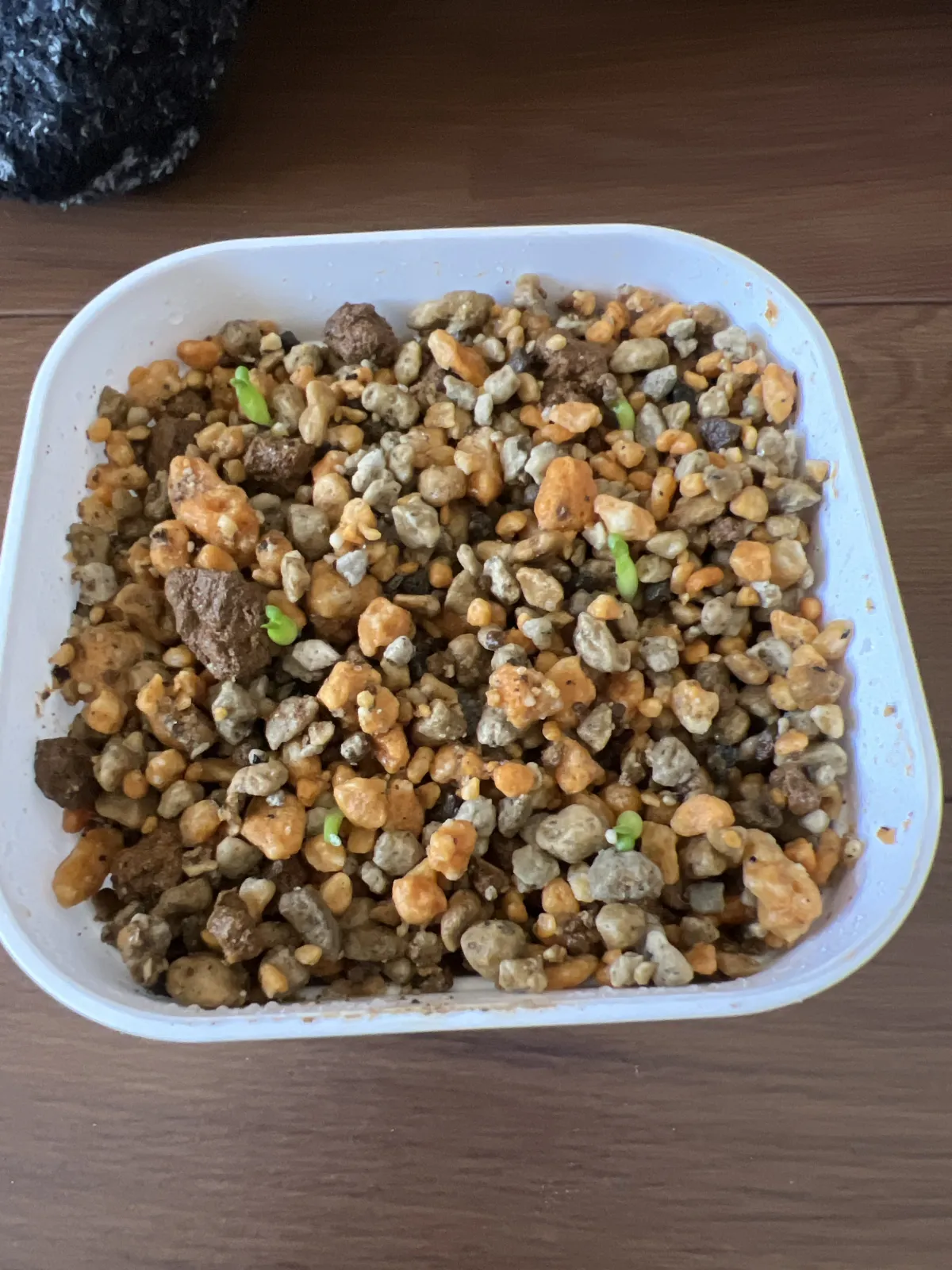 Euphorbia stellata (ユーフォルビア ステラータ 飛竜)