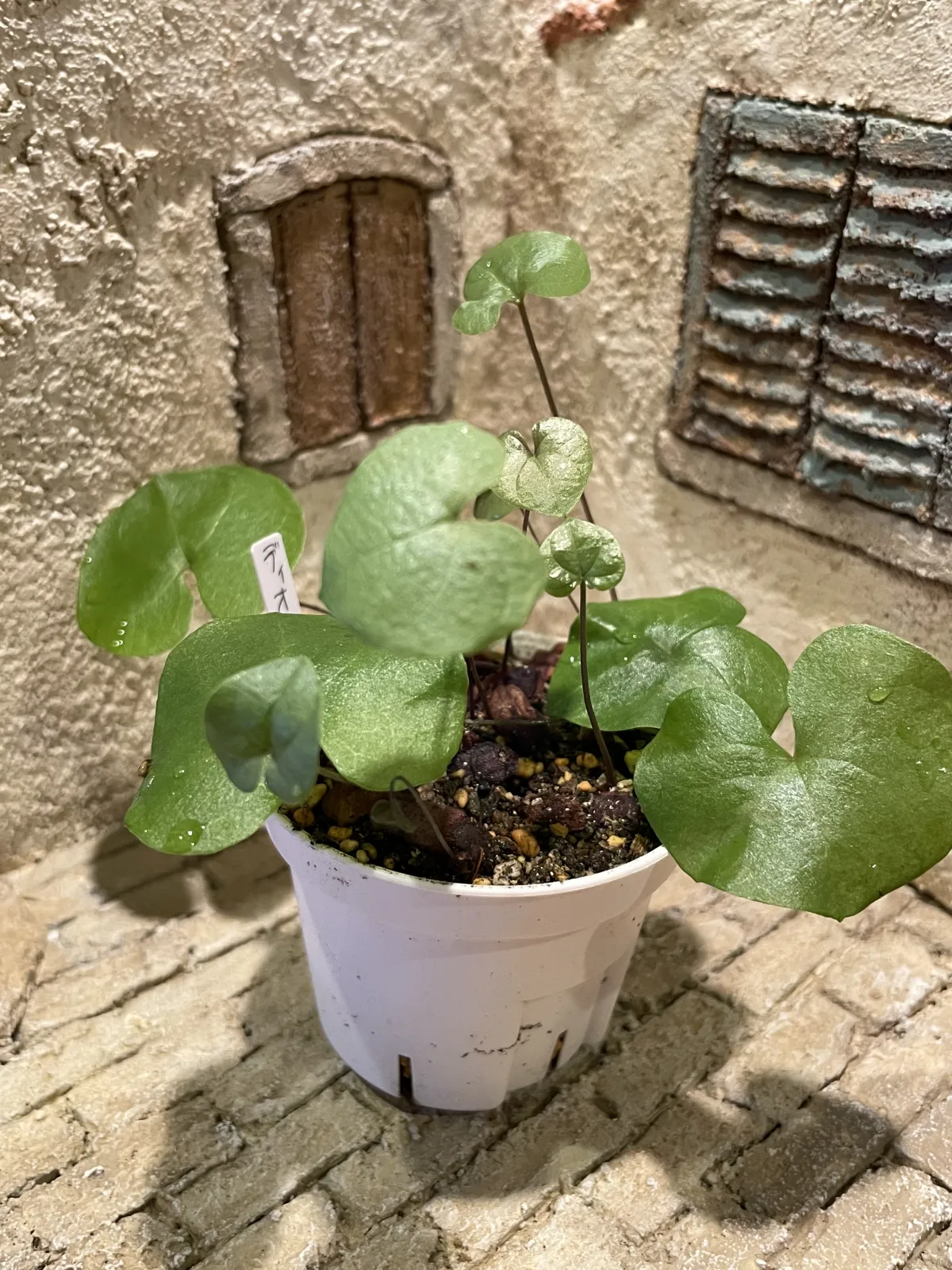 Dioscorea elephantipes (ディオスコレア エレファンティペス アフリカ亀甲竜)