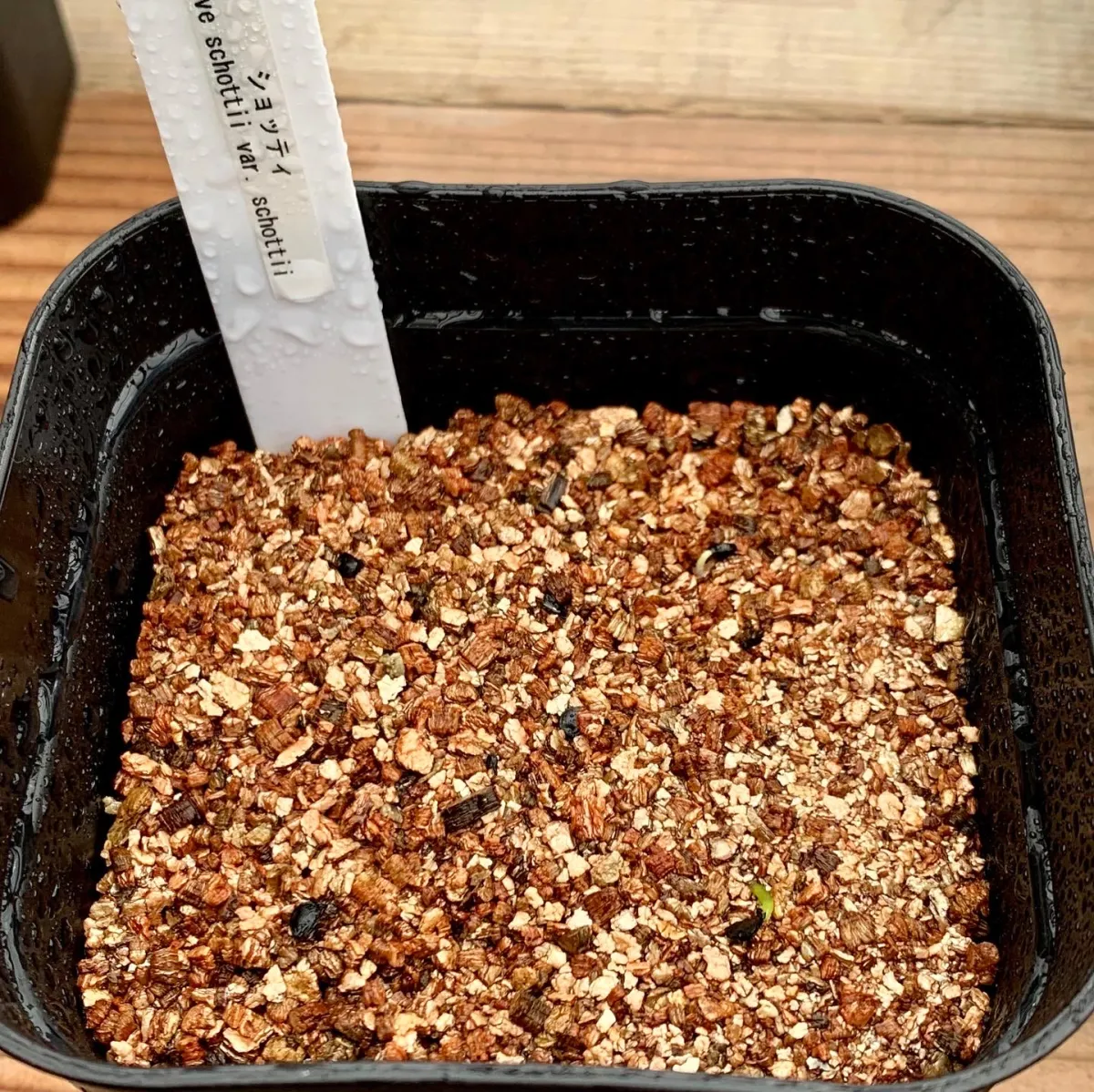 Agave schottii var. schottii (アガベ ショッティ)