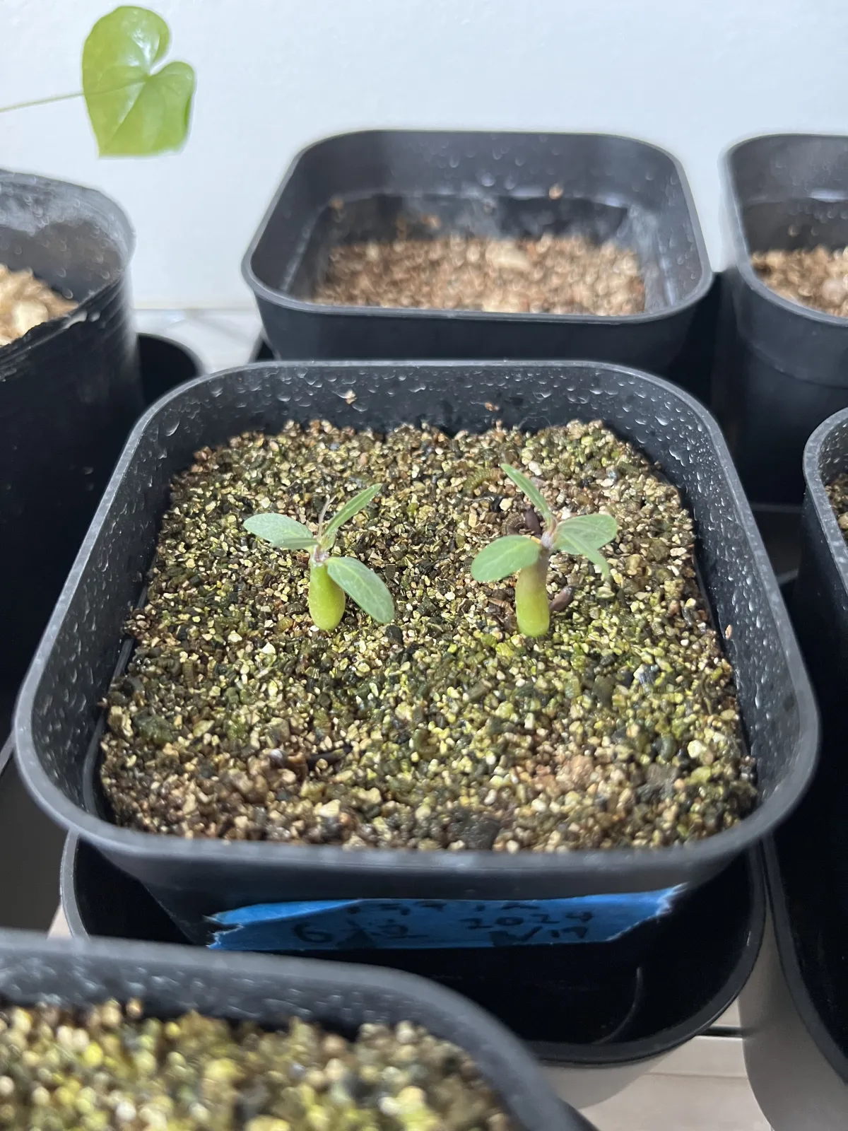 Pachypodium rosulatum var. gracilius (パキポディウム グラキリス)