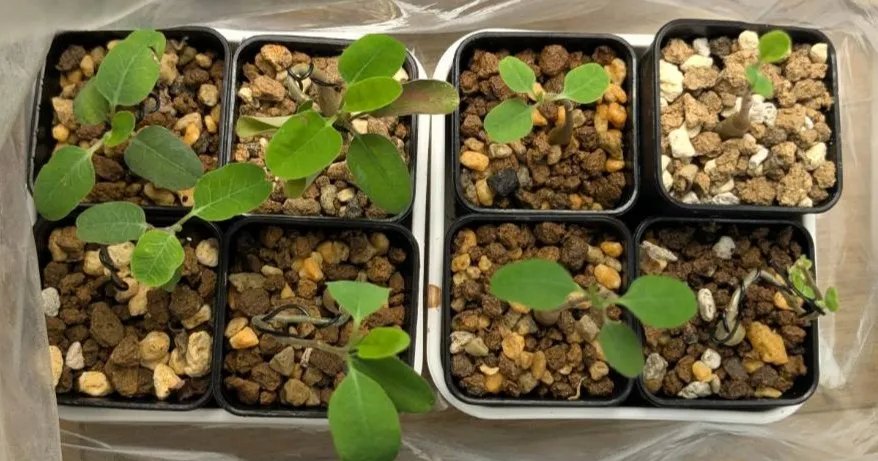 Euphorbia agathae (ユーフォルビア アガタエ)