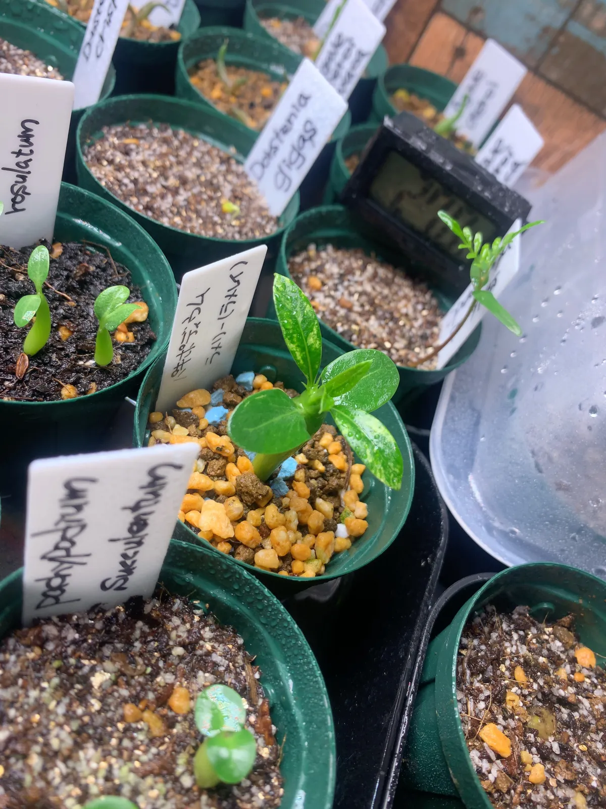 Pachypodium lamerei (パキポディウム ラメレイ 夢叶棒)