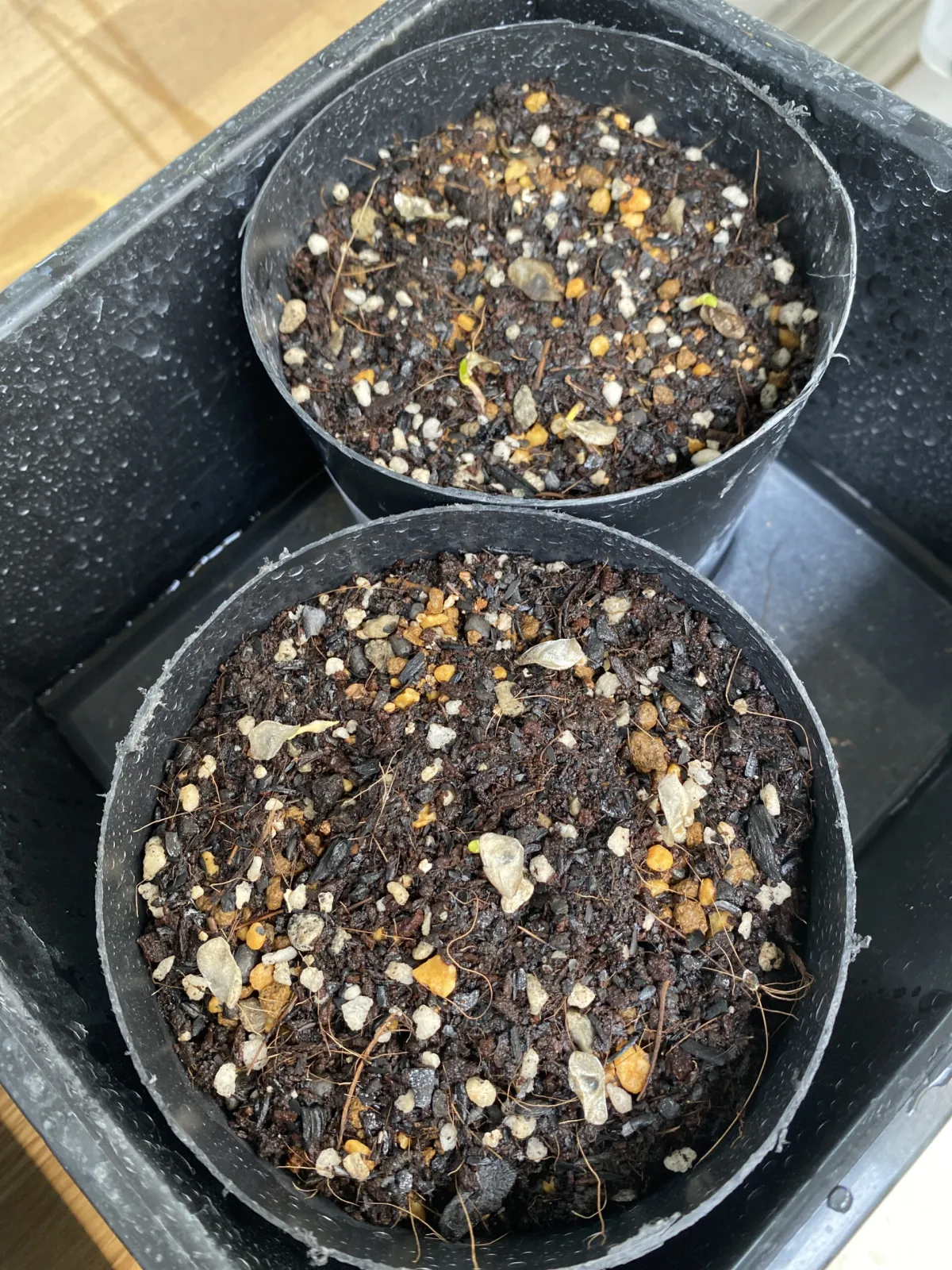 Aloe ramosissima (アロエ ラモシシマ)