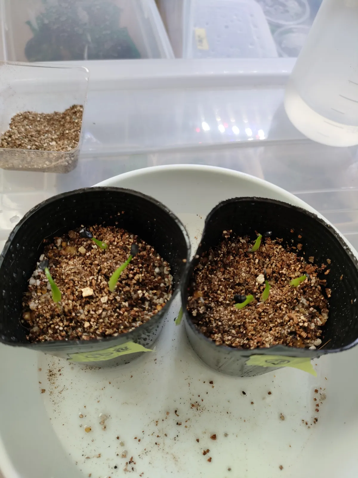 Agave victoriae-reginae (アガベ ビクトリアレジーナエ 笹の雪)