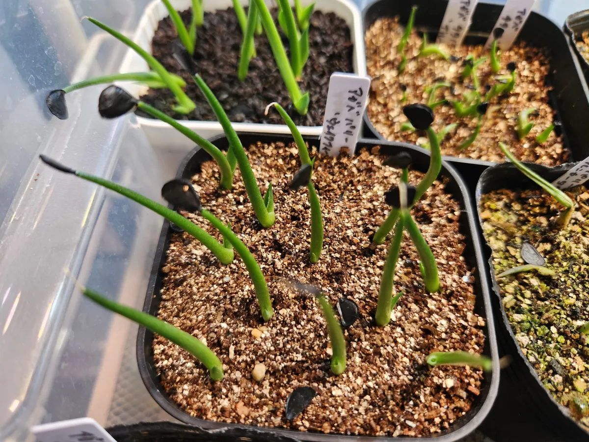 Agave parryi var. huachucensis 'Wakefield' (アガベ パリー ウェイクフィールド)