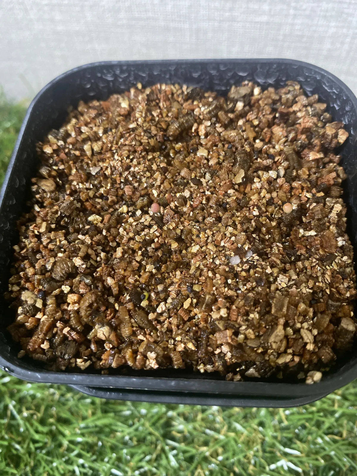 Ariocarpus kotschoubeyanus var. macdowellii (アリオカルプス マクドウェリイ)