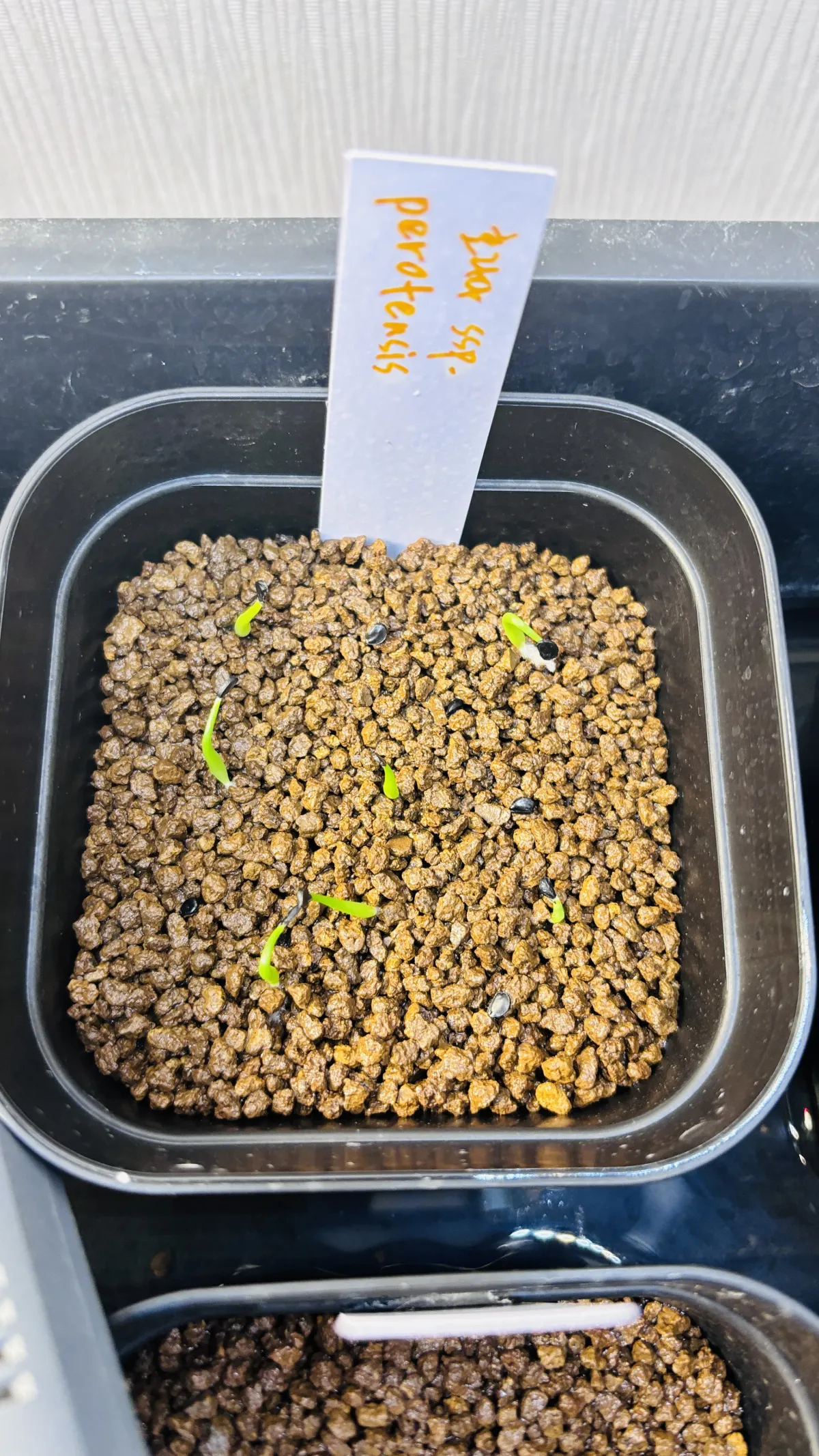 Agave horrida subsp. perotensis (アガベ ペロテンシス)