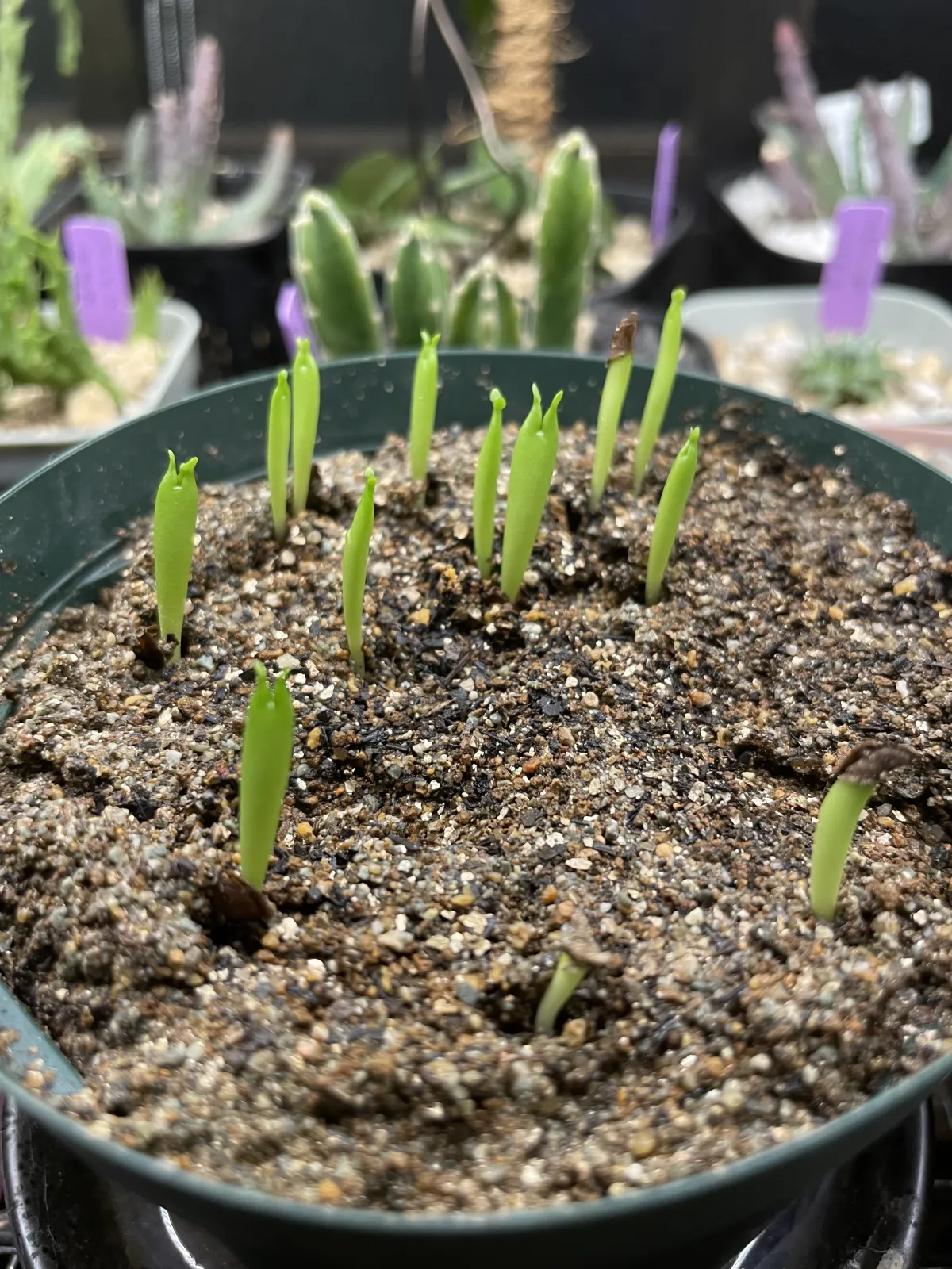 Hoodia currorii subsp. lugardii (フーディア ルガルディ)