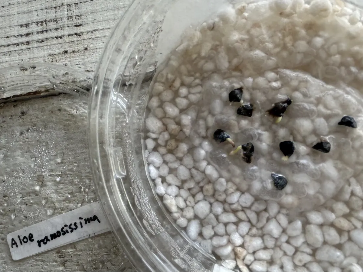 Aloe ramosissima (アロエ ラモシシマ)