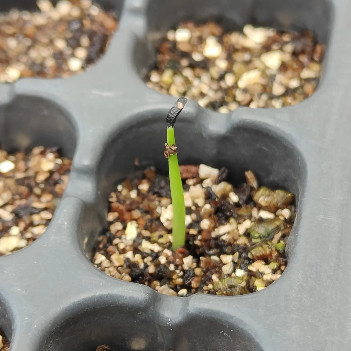 Agave filifera var. compacta (アガベ フィリフェラコンパクタ)