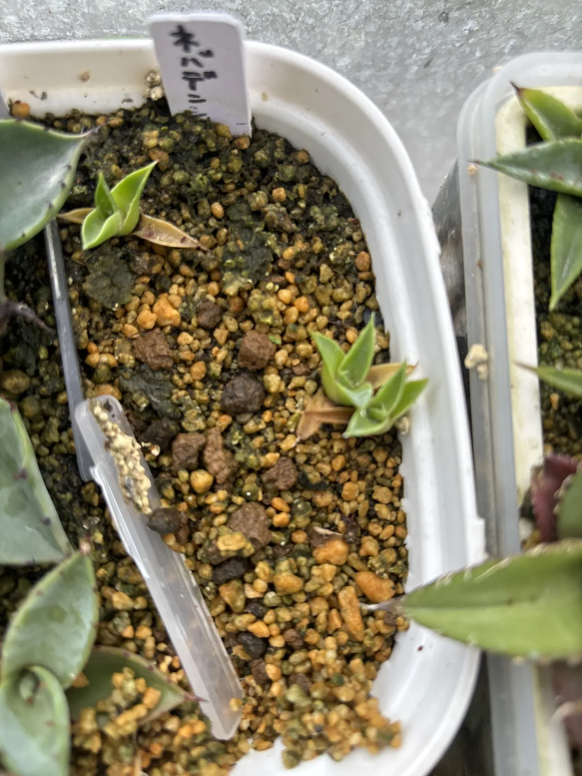 Agave utahensis var. nevadensis (アガベ ユタエンシス ネヴァデンシス)