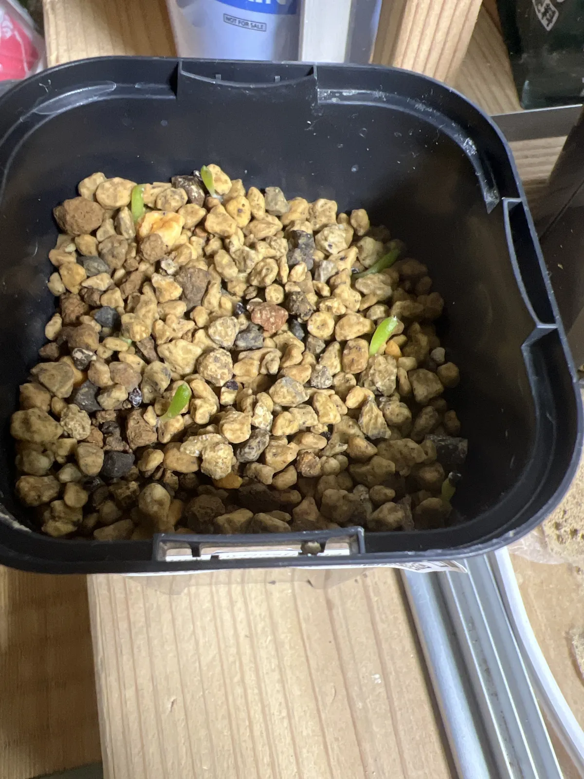 Astrophytum myriostigma 'Shikaku-Ranpo-Gyoku' (アストロフィツム 四角鸞鳳玉)