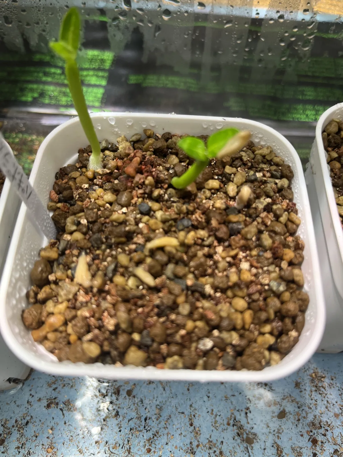 (モニター用)パキポデューム