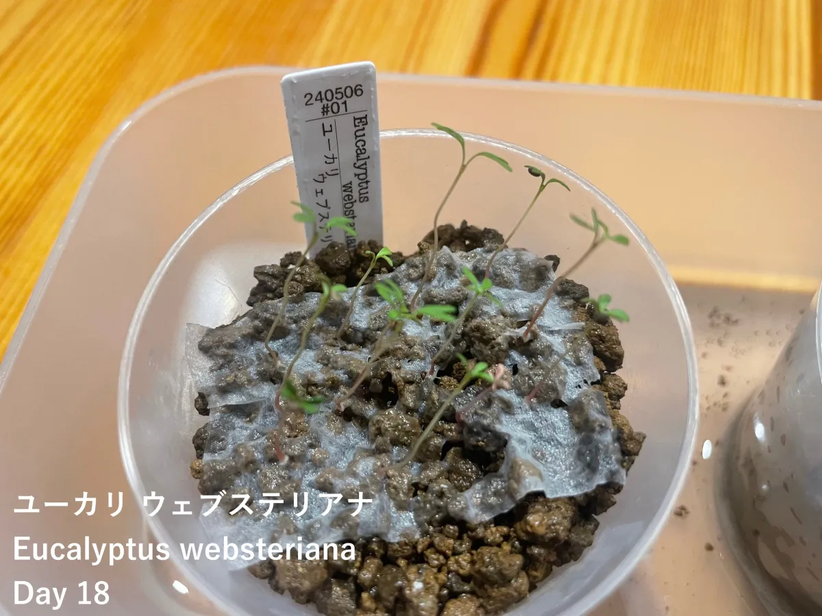 Eucalyptus cinerea (ユーカリ シネレア)