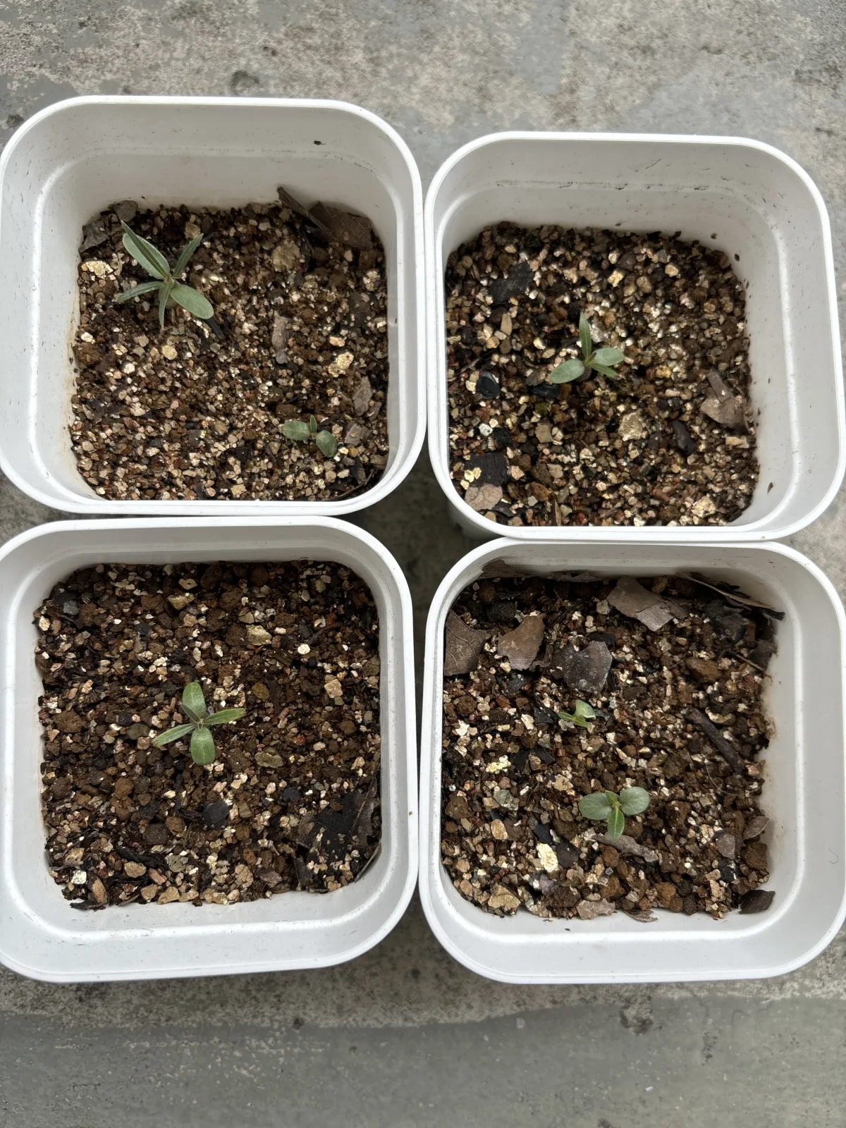 Pachypodium rosulatum ssp. rosulatum (パキポディウム ロスラーツム)