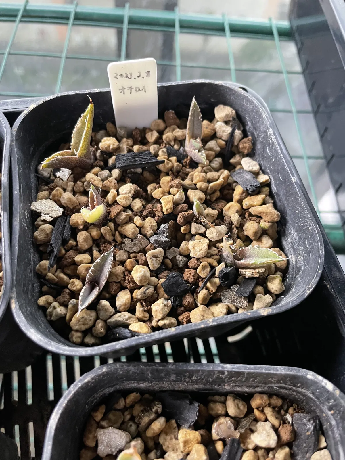 Agave oteroi (アガベ オテロイ)