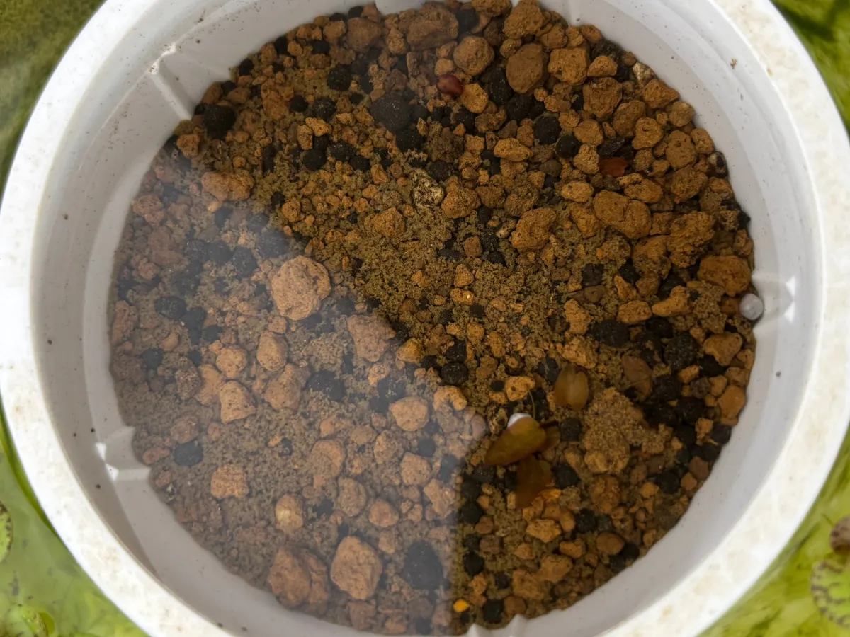 Nymphaea nouchali (ニンファエア ノウカリ)