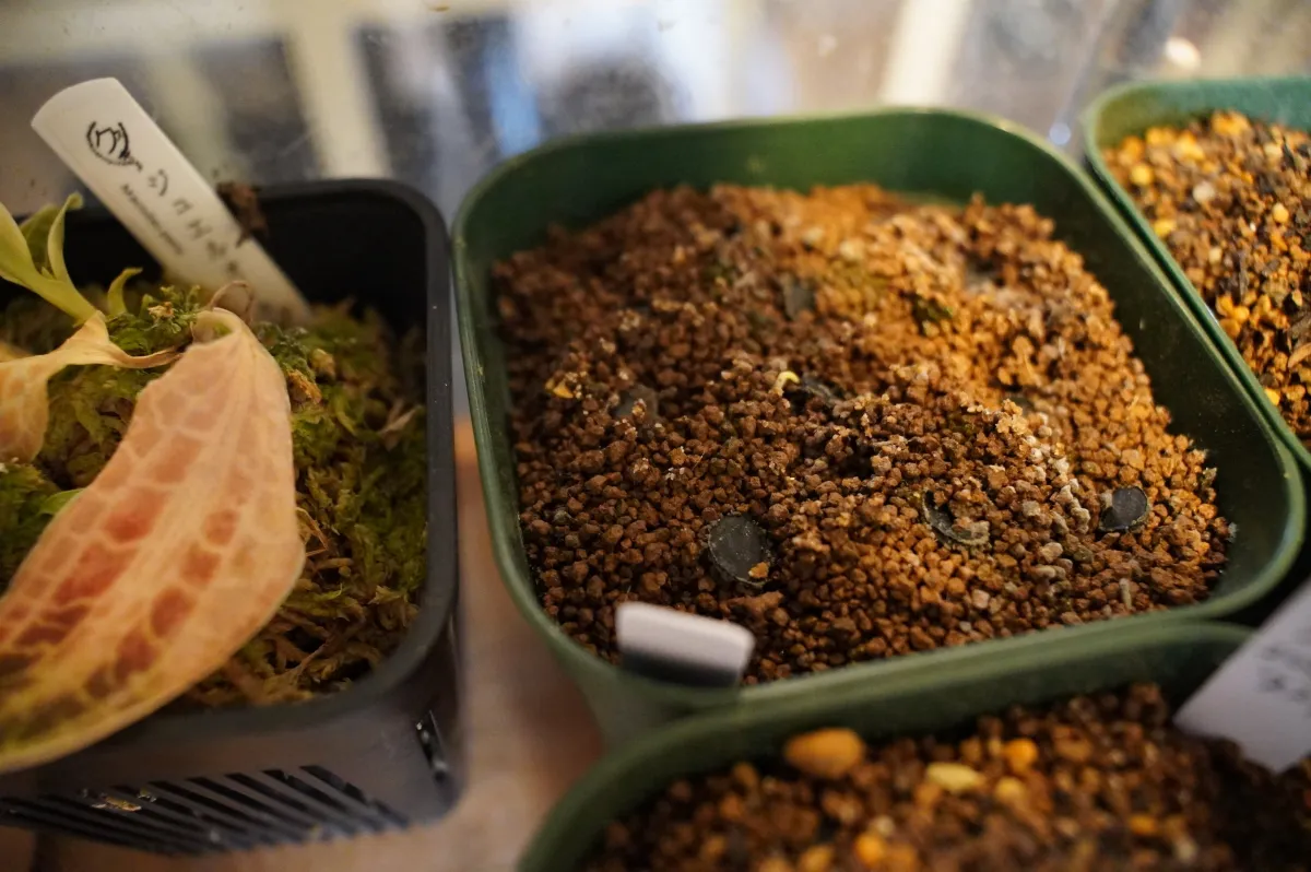 Hesperoyucca whipplei subsp. eremica (ヘスペロユッカ ウィップレイ エレミカ)