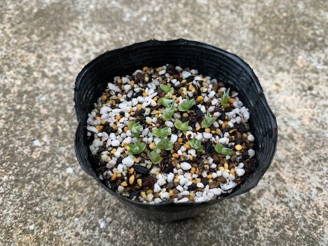 Hechtia texensis (ヘクチア テクセンシス)