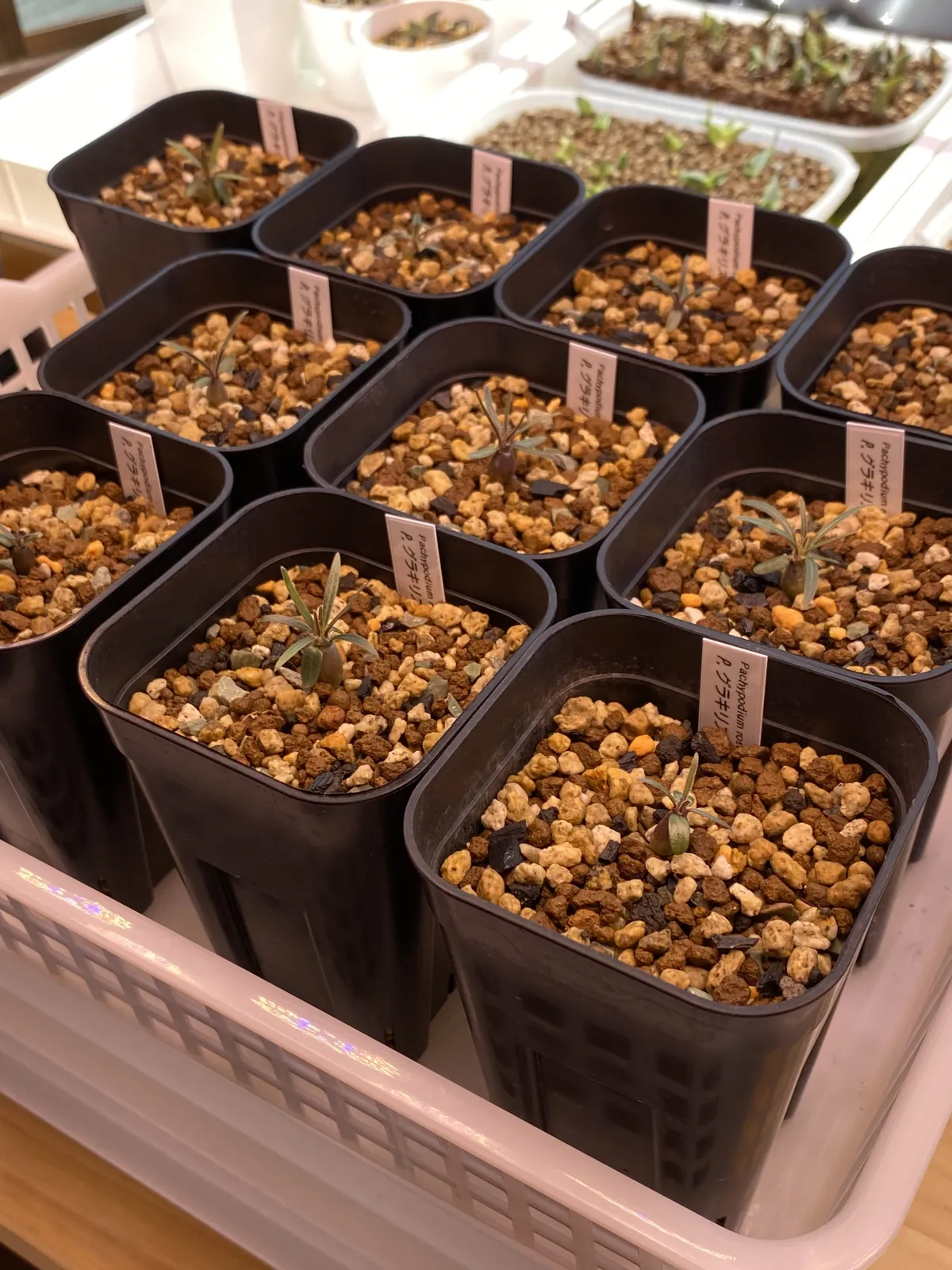 Pachypodium rosulatum var. gracilius (パキポディウム グラキリス)