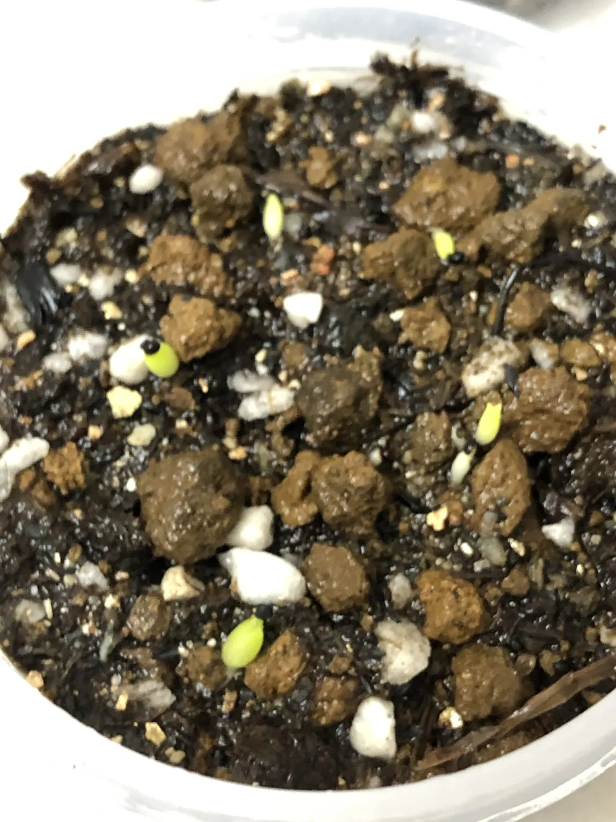 Echinopsis subdenudata (エキノプシス 大豪丸)