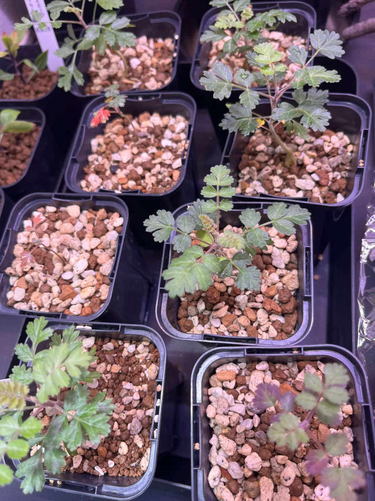 Pachycormus discolor (パキコルムス ディスカラー)