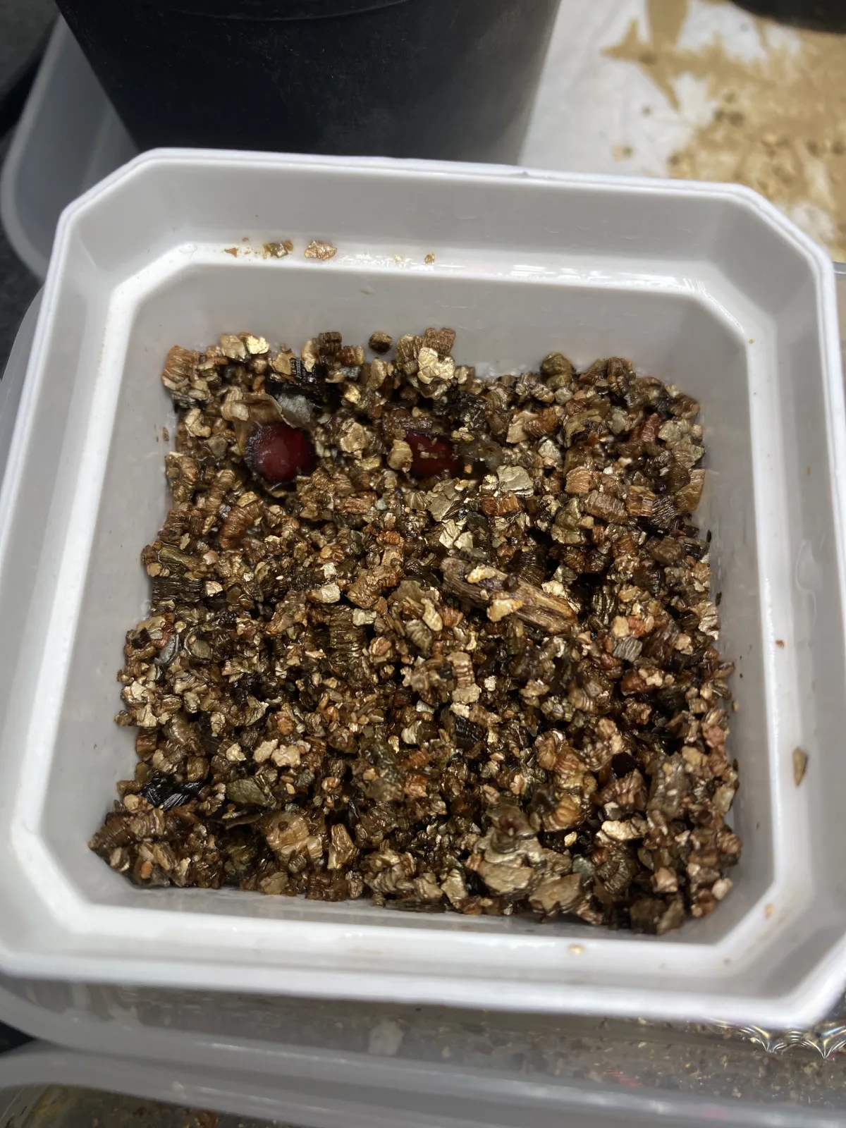 Dioscorea elephantipes (ディオスコレア エレファンティペス アフリカ亀甲竜)