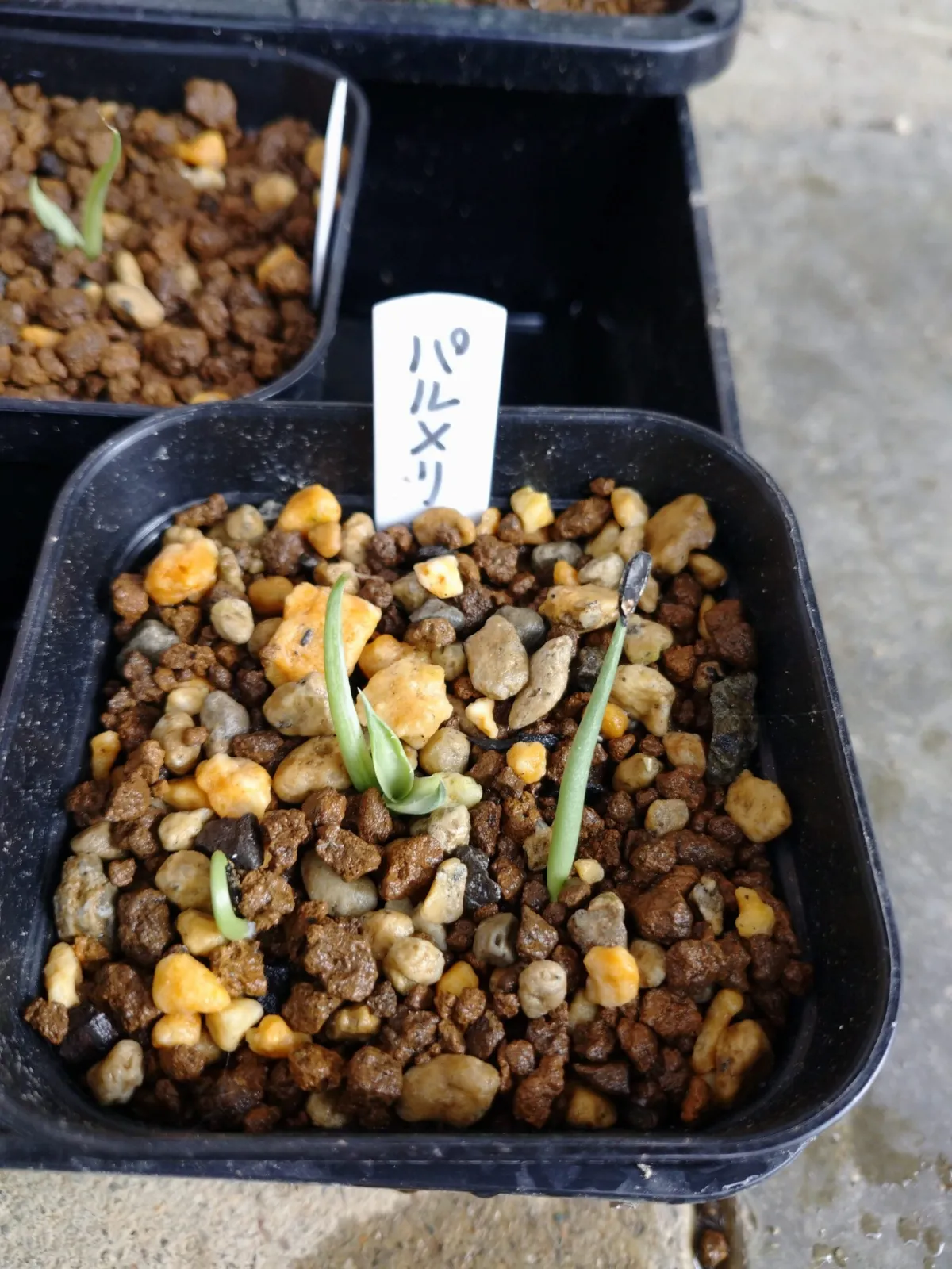 Agave palmeri (アガベ パルメリー)