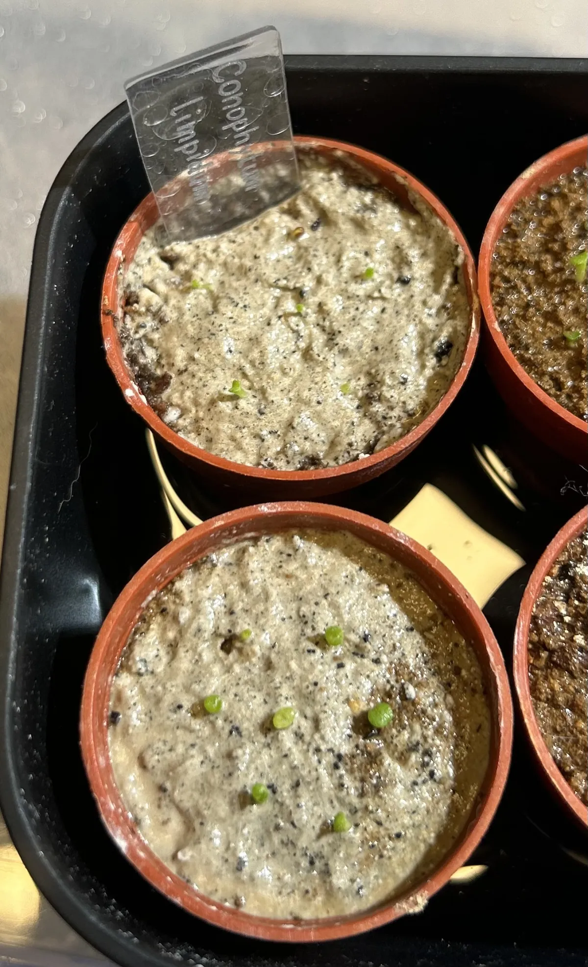 Conophytum limpidum (コノフィツム リンピーダム)