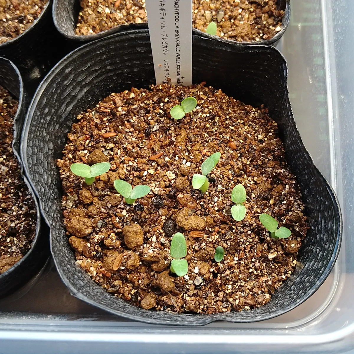 Pachypodium brevicaule subsp. leucoxanthum (パキポディウム レウコキサンツム)