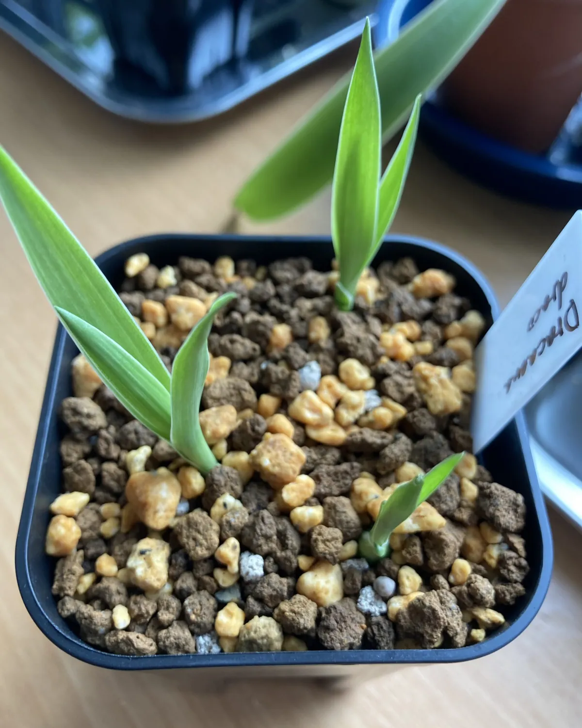 Dracaena draco subsp. draco (ドラセナ ドラコ)