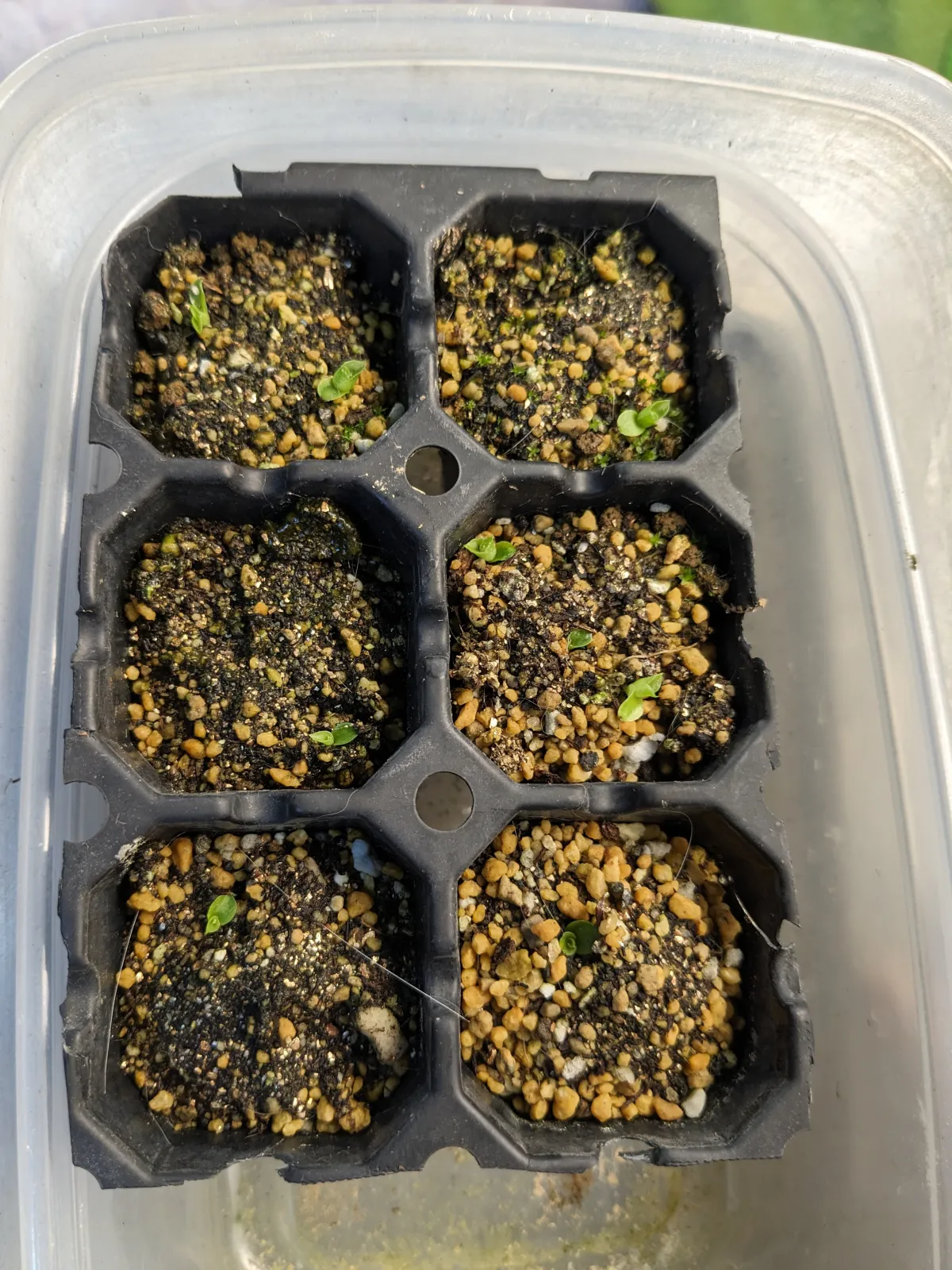 Hechtia lanata (ヘクチア ラナータ)