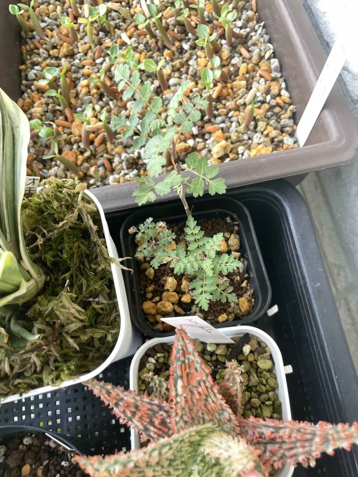 Pachycormus discolor (パキコルムス ディスカラー)