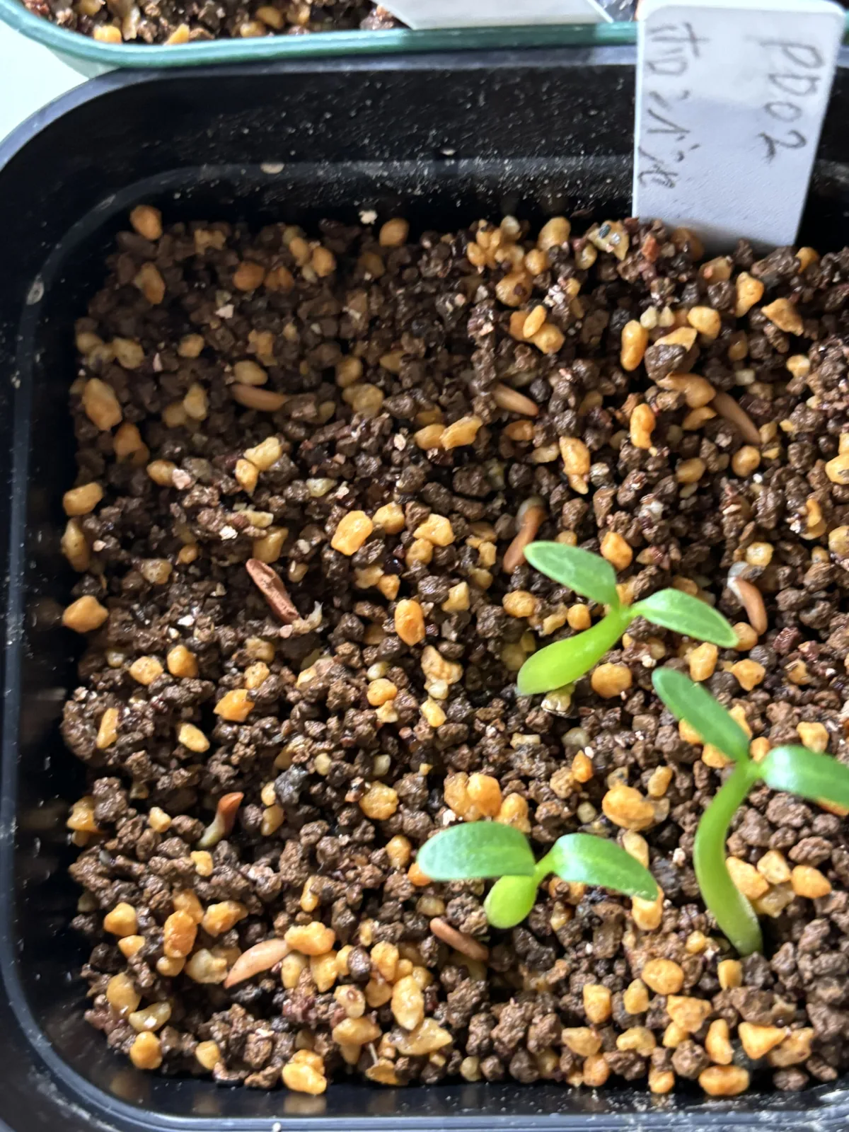 Pachypodium horombense (パキポディウム ホロンベンセ)