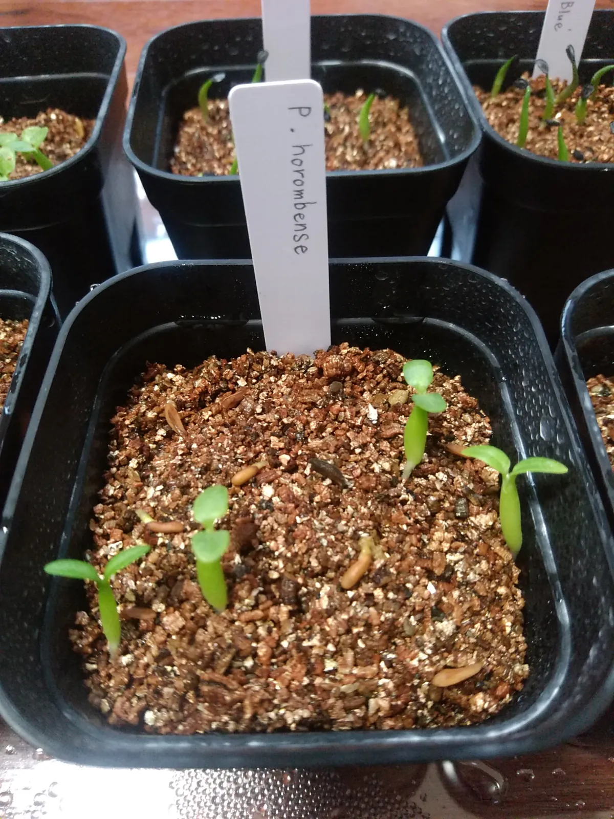 Pachypodium horombense (パキポディウム ホロンベンセ)