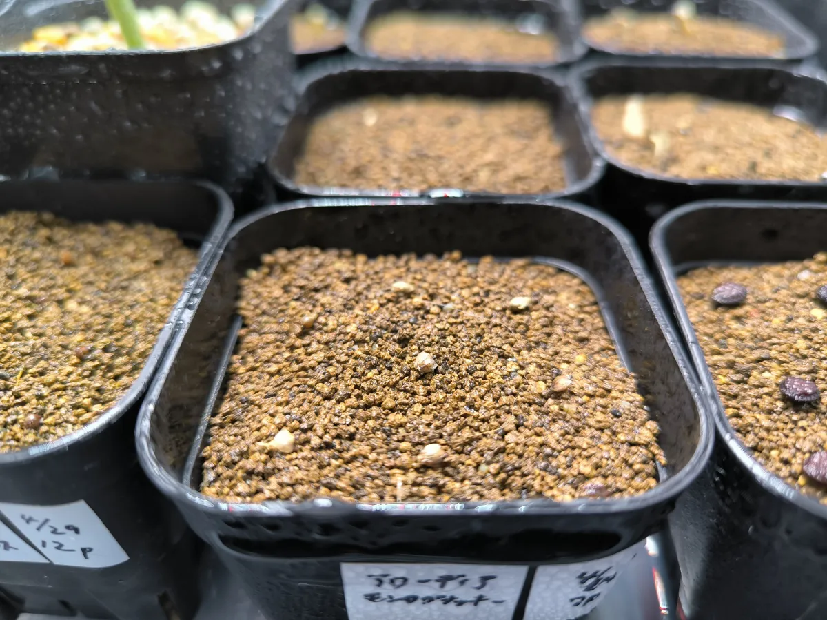 Alluaudia montagnacii (アローディア モンタグナッキー)