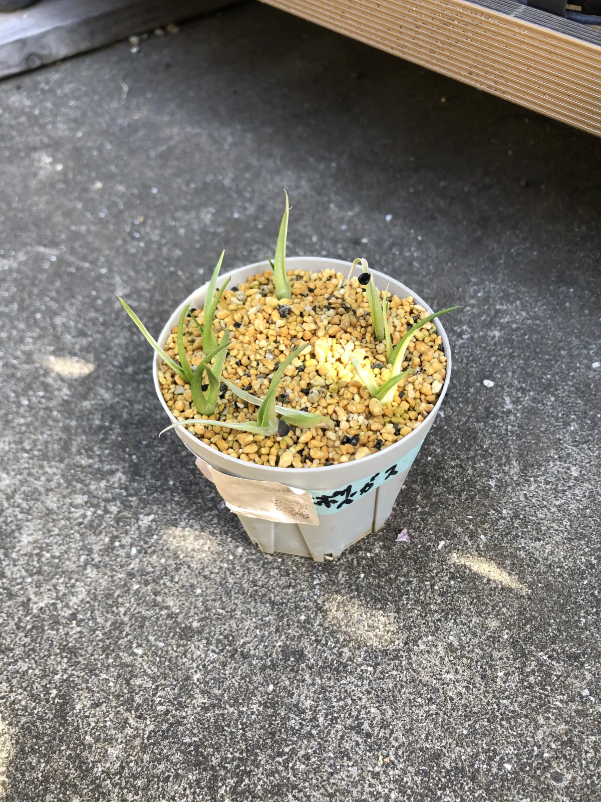 Agave utahensis var. eborispina 'Vegas' (アガベ エボリスピナ ヴェガス)