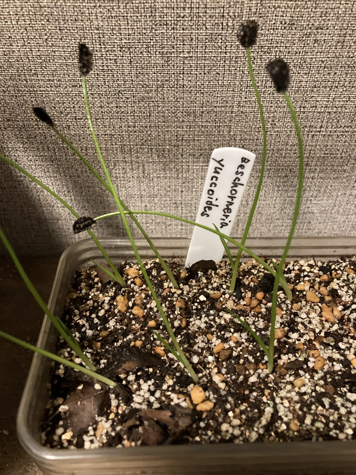 Beschorneria yuccoides (ベショルネリア ユッコイデス)