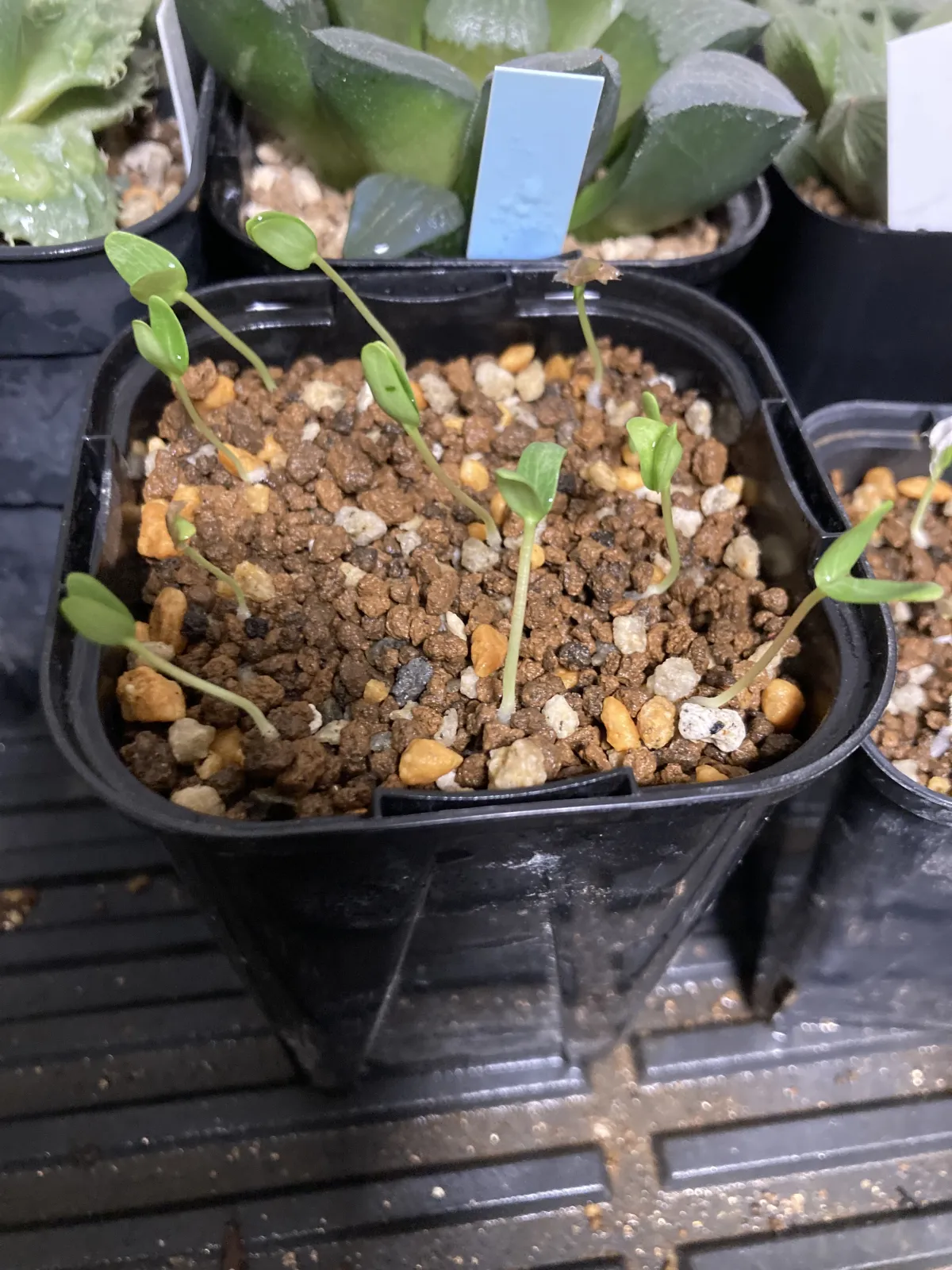 Fouquieria diguetii (フォークイエリア ディグエッティ)