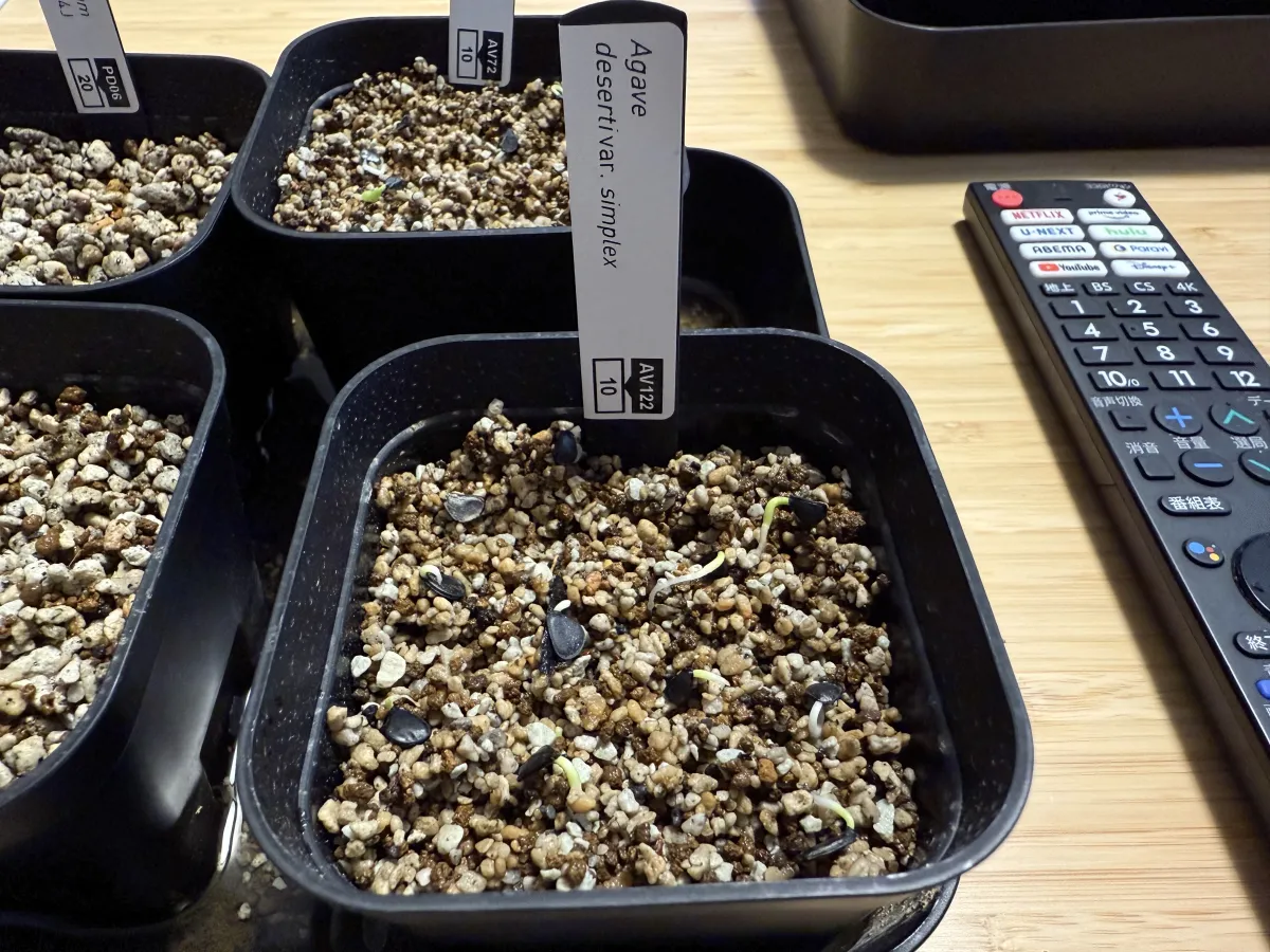 Agave deserti var. simplex (アガベ シンプレックス)