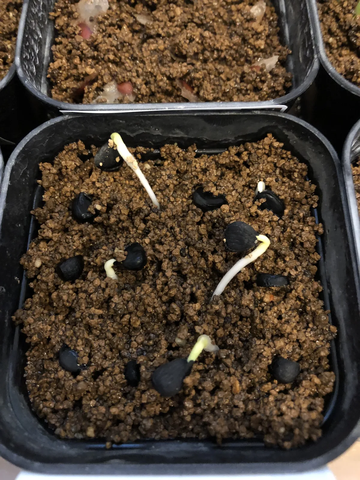 Yucca treculeana (ユッカ トレクレアーナ)