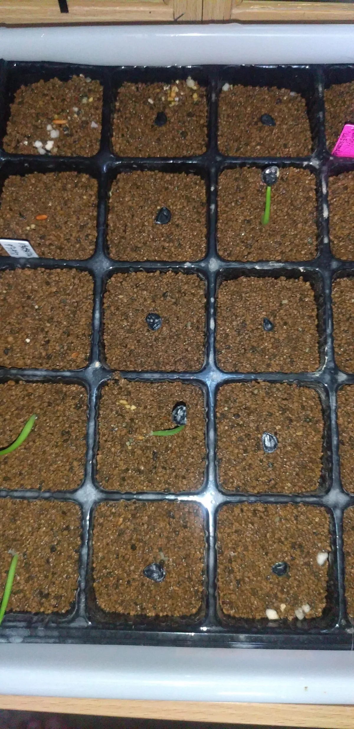 Agave gentryi La Escondida (アガベ ジェントリー ラ・エスコンディーダ)