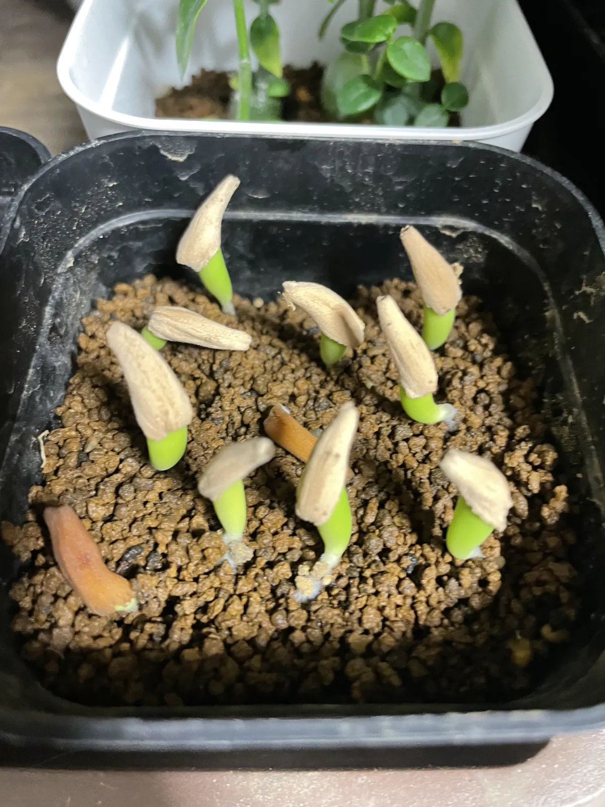 Adenium obesum thai (アデニウム タイ ソコトラナム)