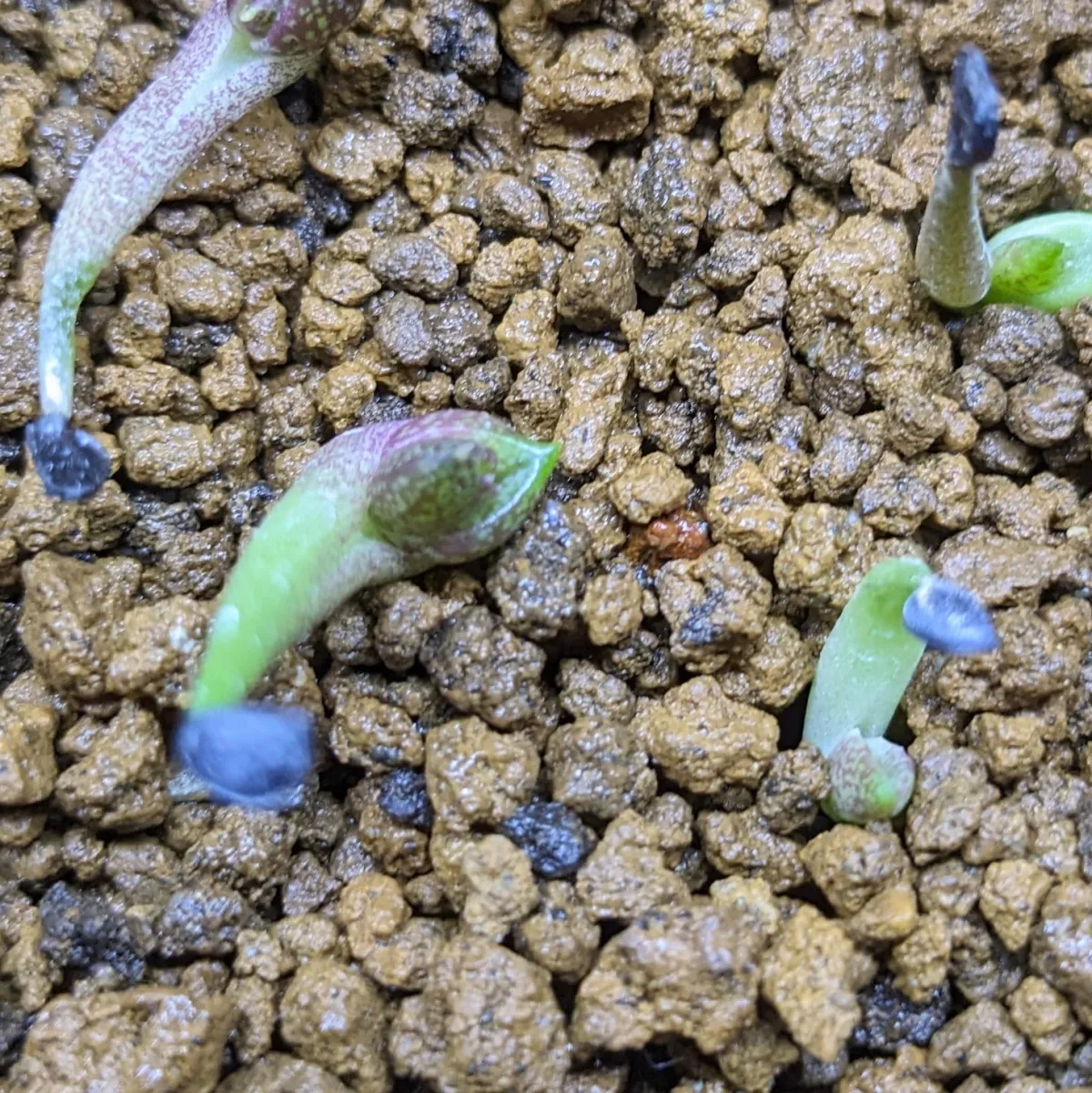 Agave toumeyana var. toumeyana (アガベ トウメヤナ)