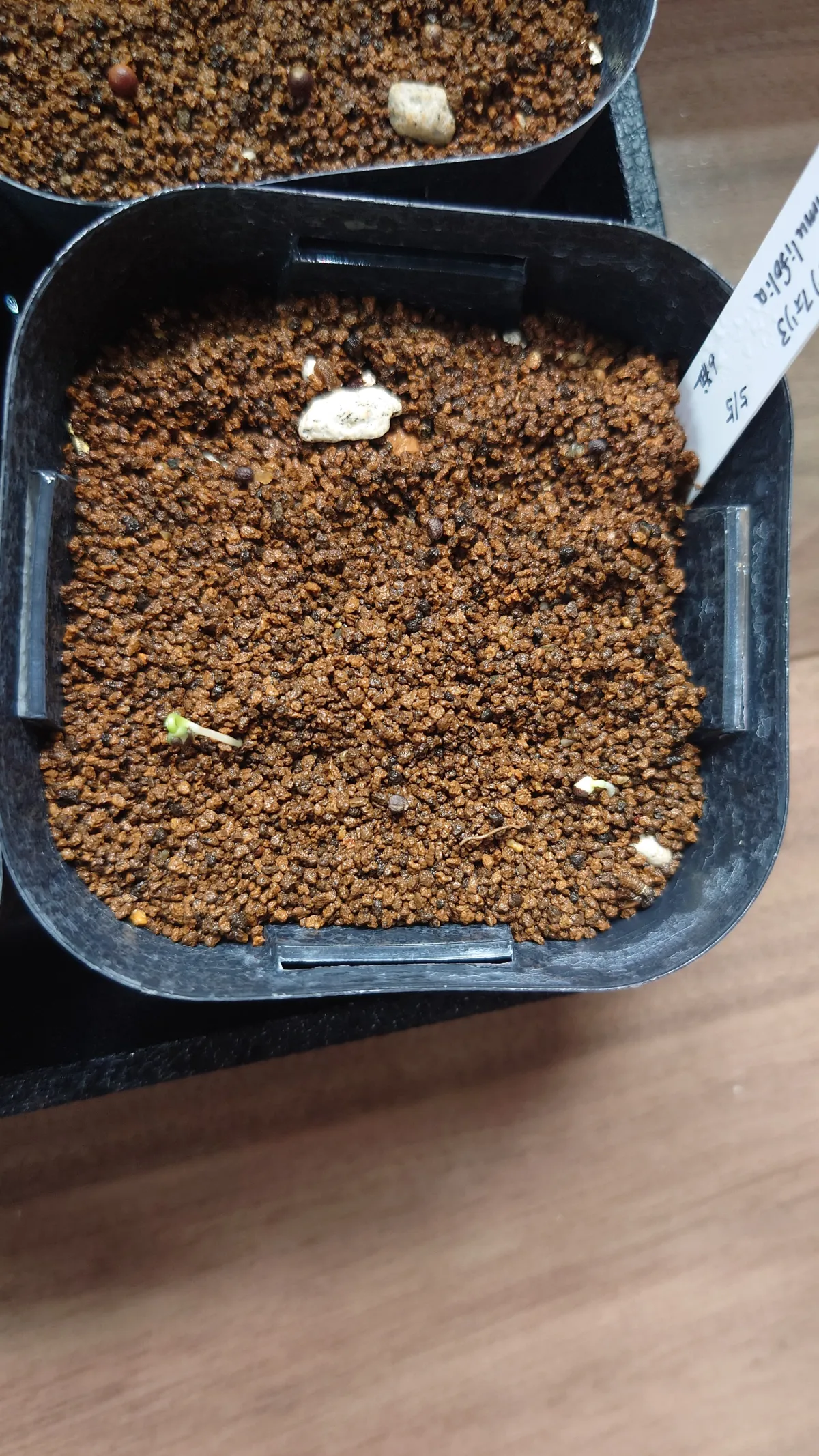 Euphorbia primulifolia var. primulifolia (ユーフォルビア プリムリフォリア)