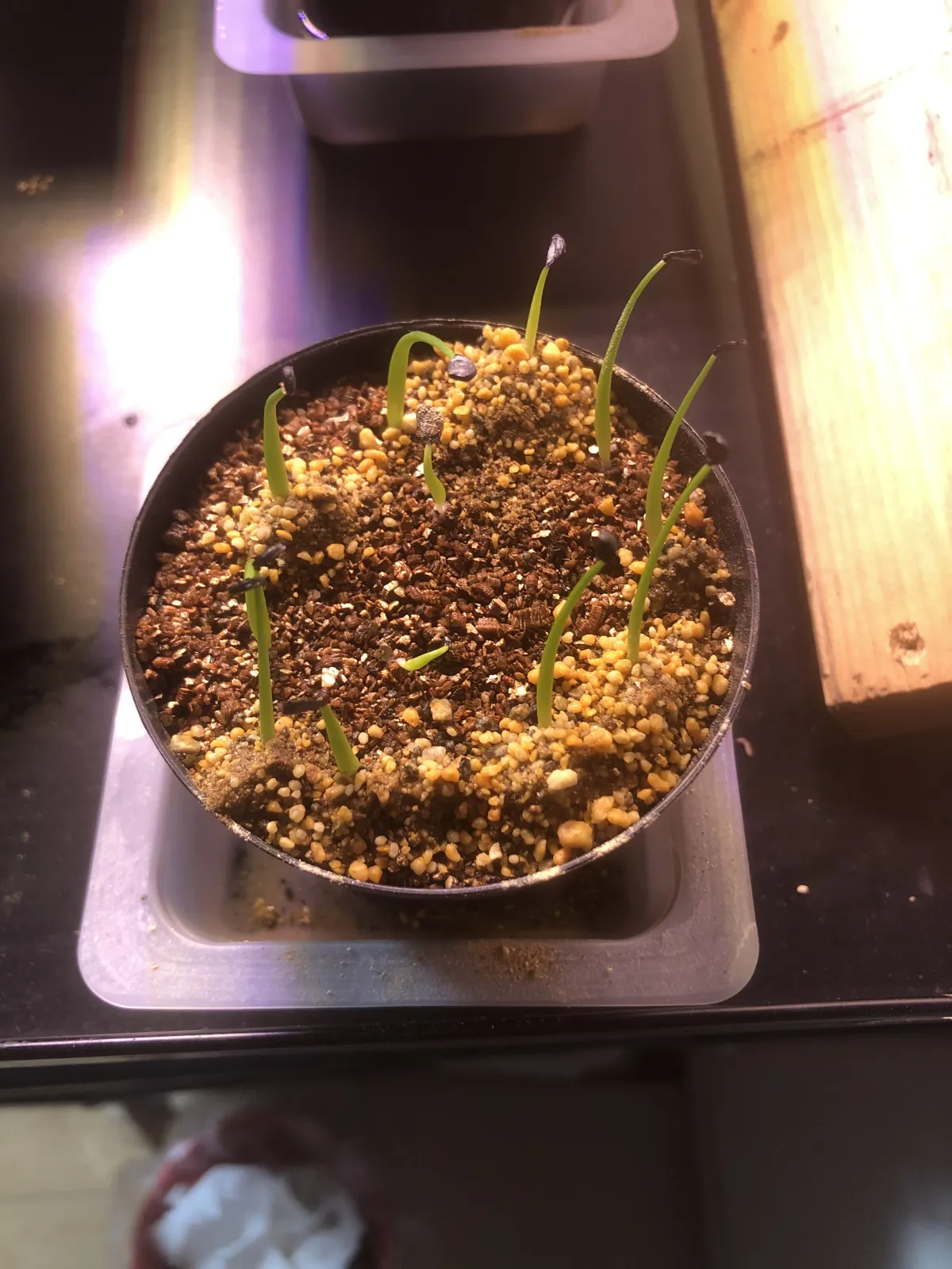 Agave utahensis var. eborispina 'Vegas' (アガベ エボリスピナ ヴェガス)