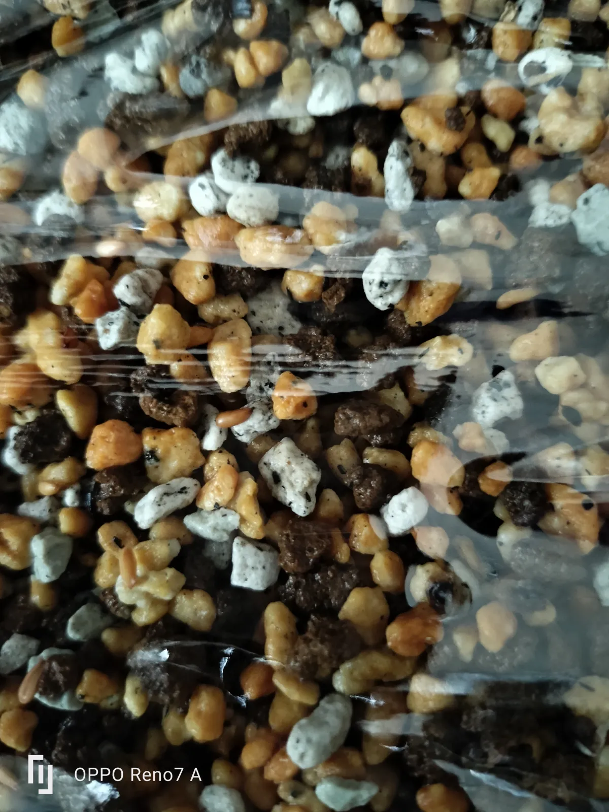 Pachypodium brevicaule (パキポディウム ブレビカウレ（短茎） ())