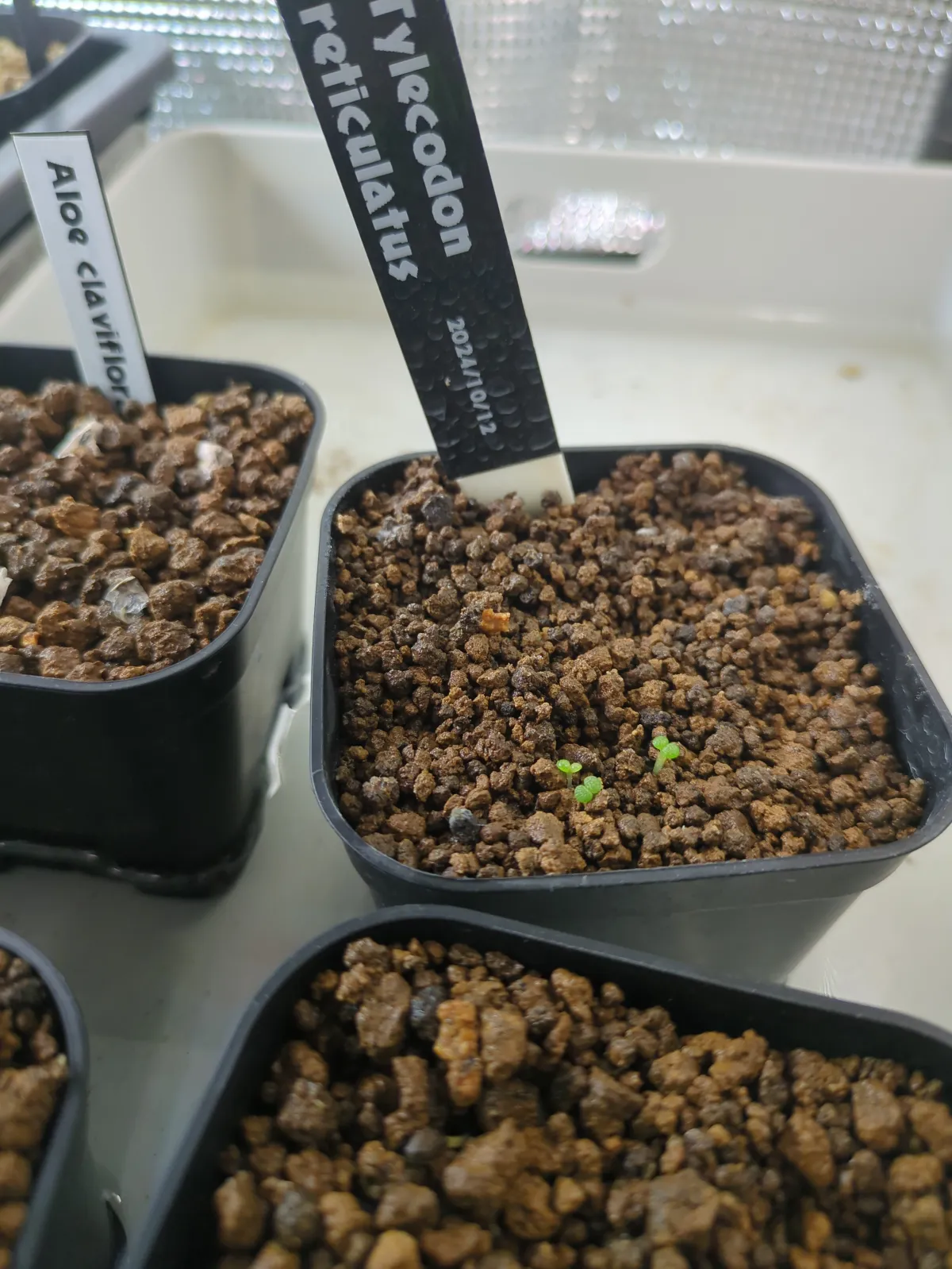 Tylecodon reticulatus subsp. reticulatus (ティレコドン レティクラタス)