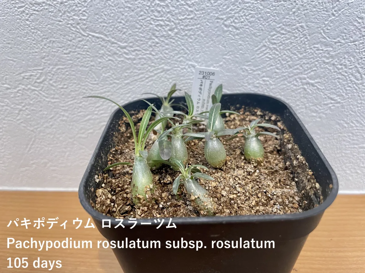 Pachypodium rosulatum ssp. rosulatum (パキポディウム ロスラーツム)
