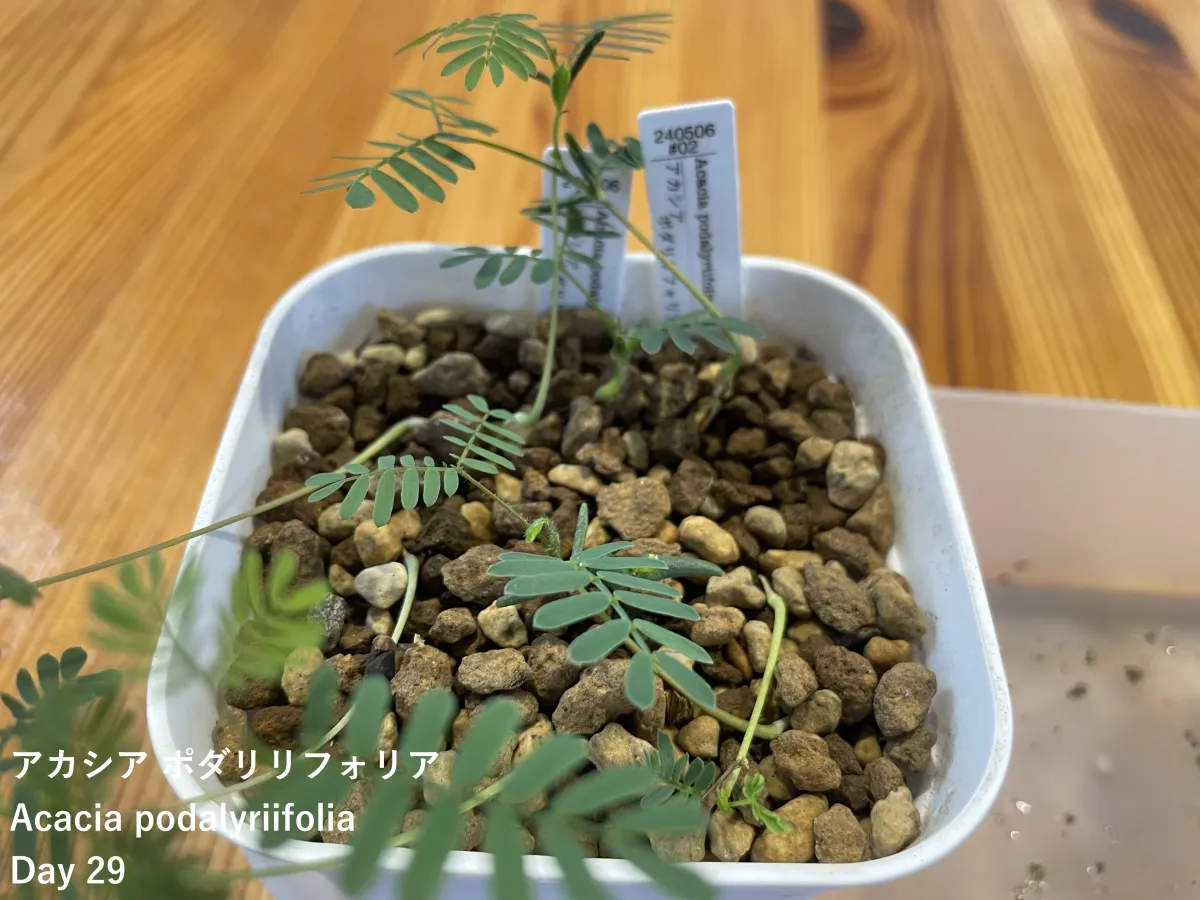 Acacia podalyriifolia (アカシア ポダリリフォリア)
